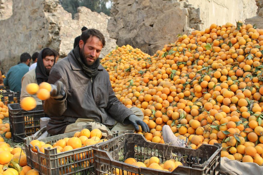 Cosecha de cítricos en este de Afganistán