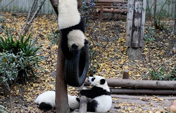 Cachorros de panda gigante juegan con rueda