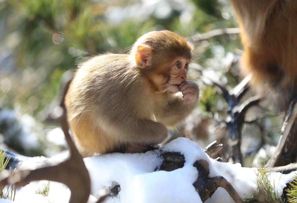 Macacos en aldea de Huangshizhai del punto escénico de Wulingyuan en Zhangjiajie, Hunan