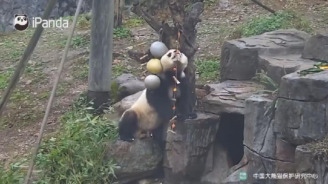 Panda gigante come brocheta de zanahoria