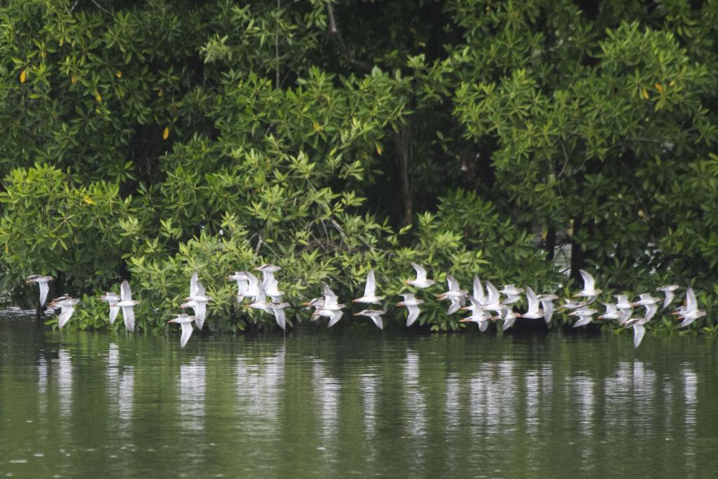Aves en Reserva del Humedal Sungei Buloh en Singapur