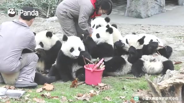 Pandas corren hacia leche deliciosa