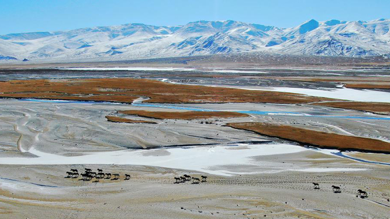Gansu: Paisaje invernal de pradera de Haltent