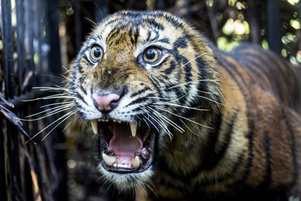 Indonesia: Hembra de tigre salvaje de Sumatra de tres años de edad dentro de jaula después de ser rescatada
