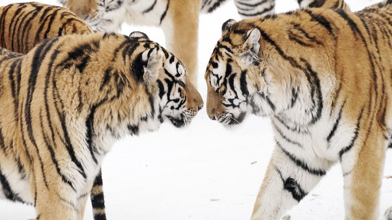 ”Gatos grandes” en el campo cubierto de nieve en el noreste de China