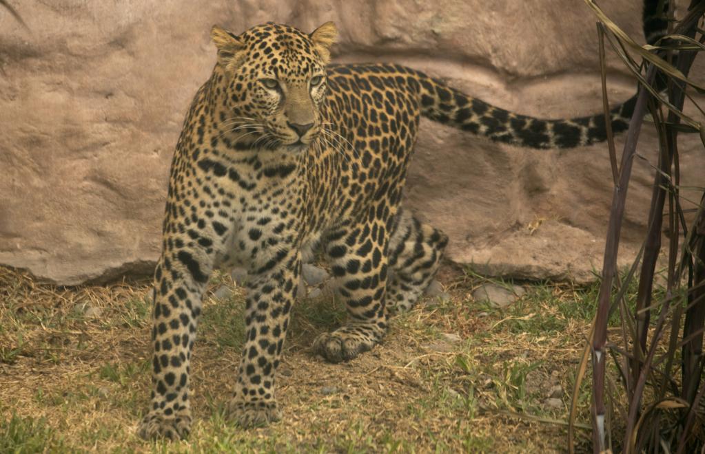 Perú: Zoológico Parque de las Leyendas presenta a una pareja de leopardos