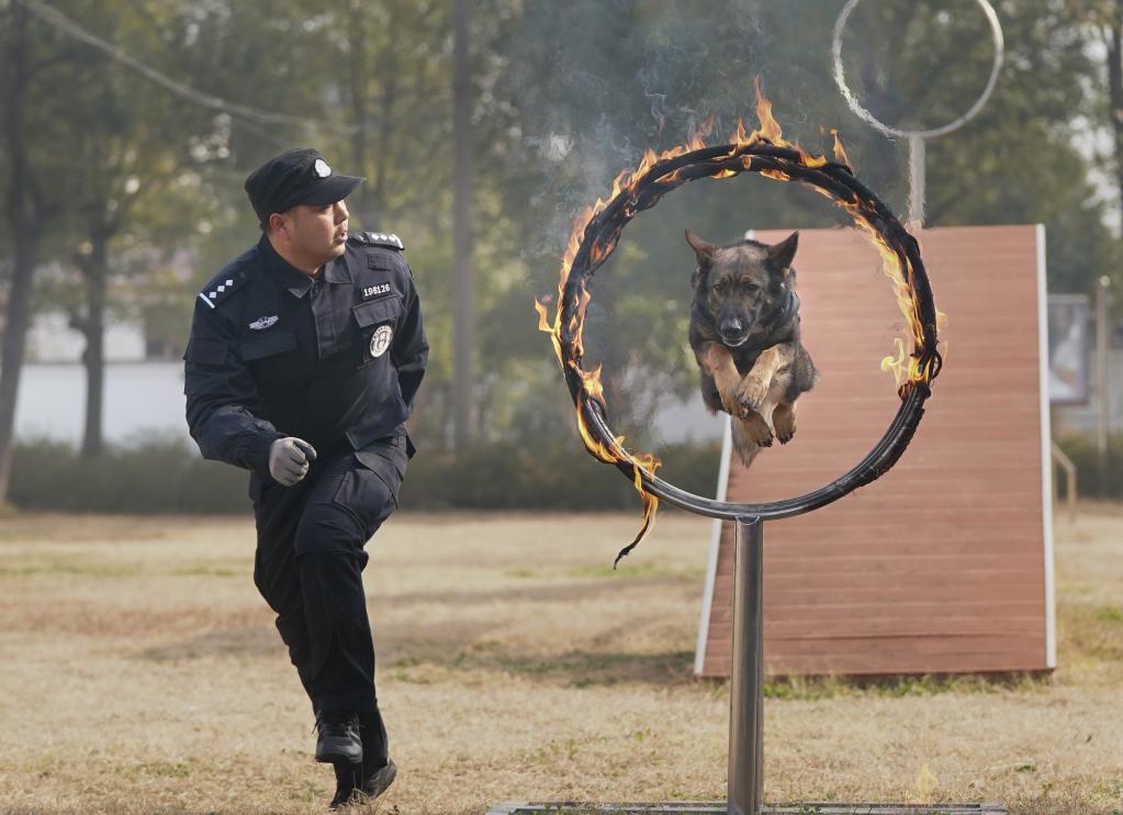 Hubei: Entrenan perros policía en Wuhan para garantizar seguridad de pasajeros durante próxima temporada alta de viajes de Festival de Primavera