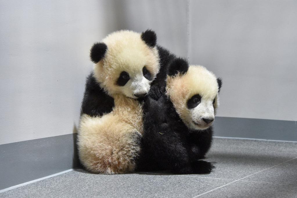 Pandas gemelos hacen su debut en zoológico de Tokio
