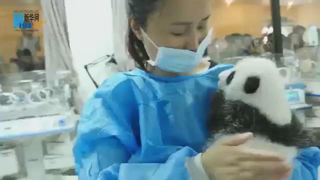 Cachorro de panda y su criadora