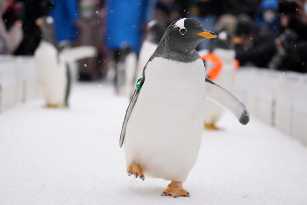 Pingüinos en Polarpark de Harbin