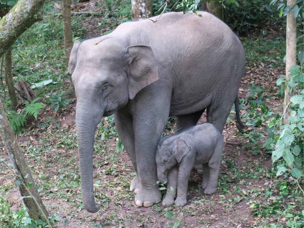 Yunnan: Se han visto seis nuevas crías de elefante asiático en Valle de los Elefantes Salvajes