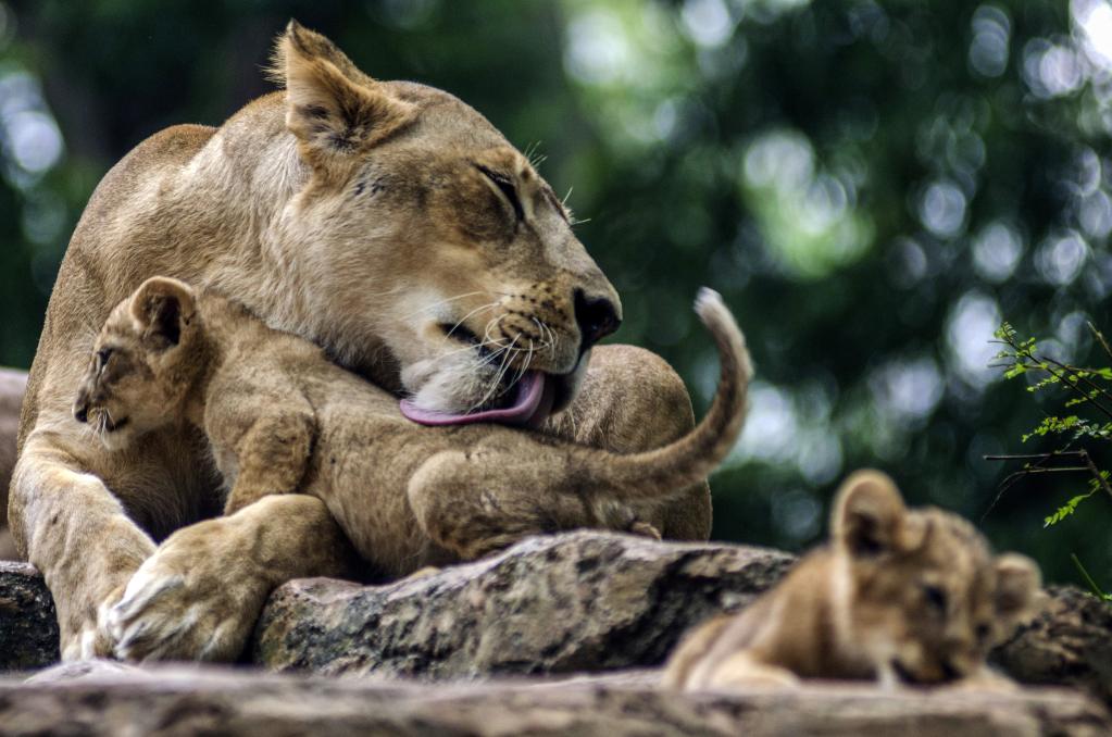 Indonesia: Dos cachorros de león con su madre en Parque Zoológico de Bandung
