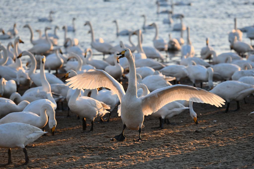 Cisnes cantores en una reserva en Rongcheng, Shandong