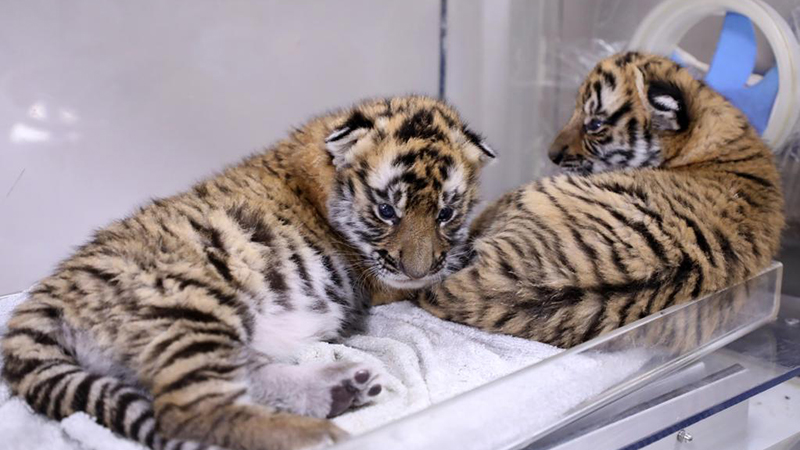 Guangdong: Base de Investigación de la Cría de Tigres del Sur de China