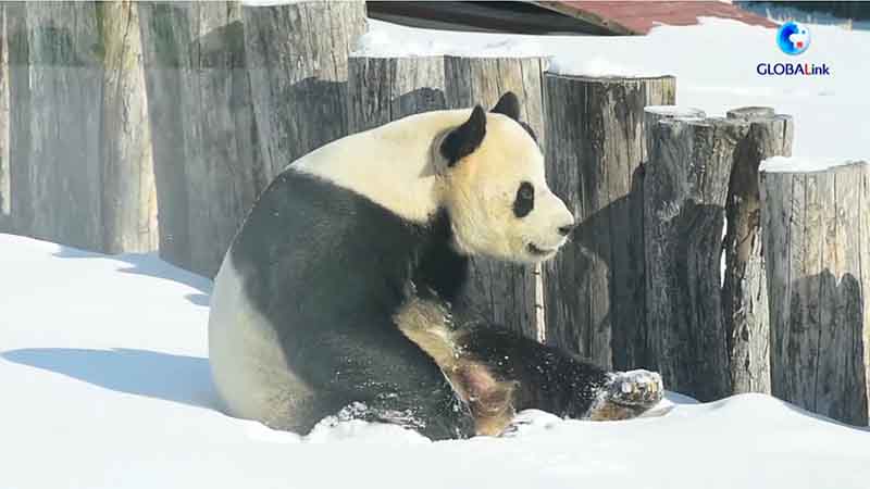 Panda gigante disfruta de la nevada en Heilongjiang