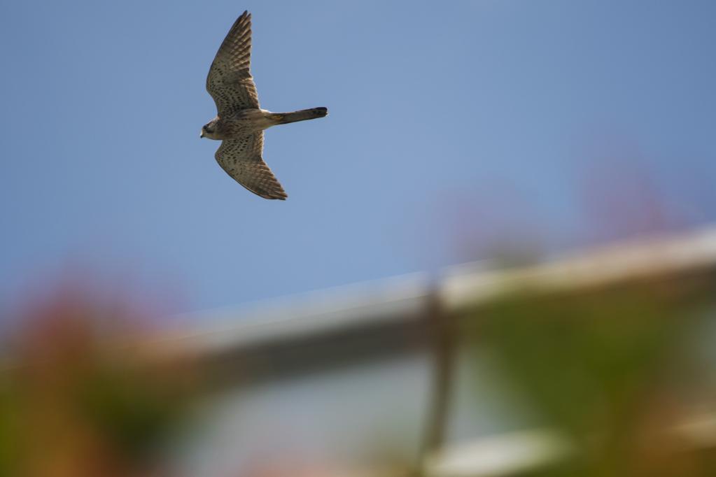 Cernícalo vulgar vuela en cielo sobre Jardines de la Bahía Este en Singapur