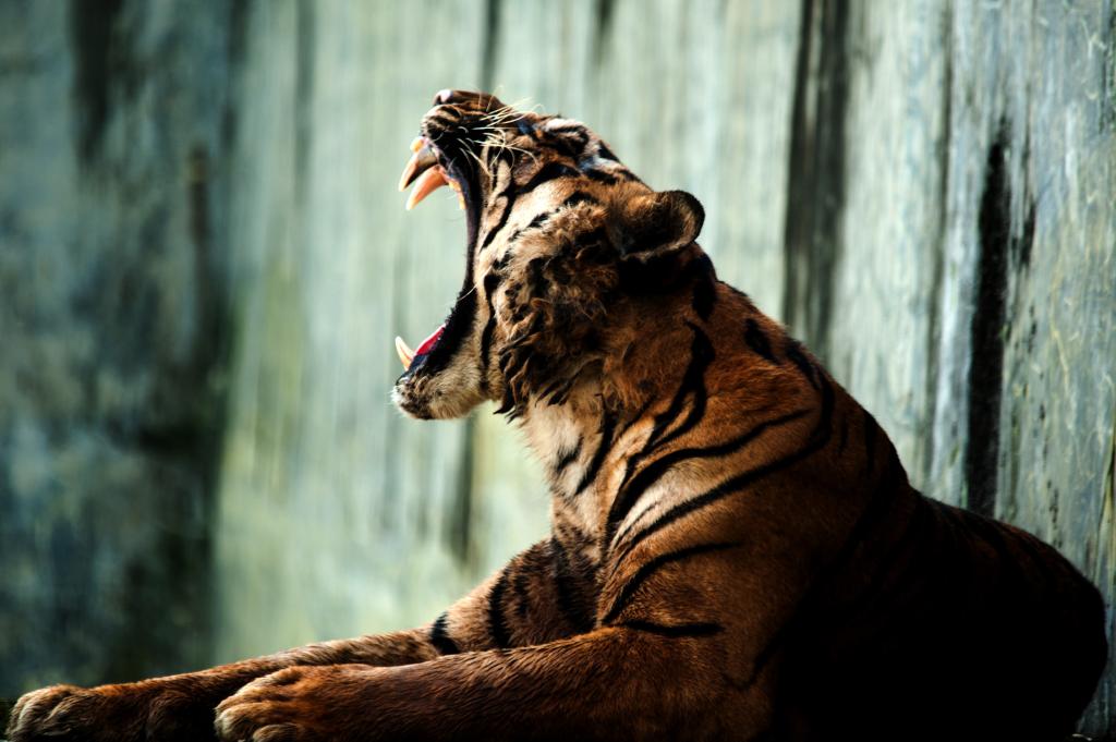 Indonesia: Tigre de Sumatra en Parque Zoológico de Medan