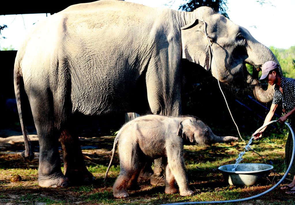 Myanmar: Elefante macho recién nacido en el Campamento de Elefantes Wingabaw