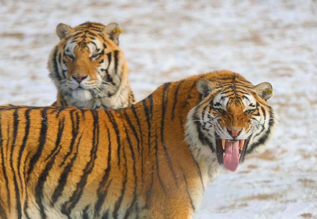Tigres siberianos en Parque del Tigre Siberiano de Guaipo en Liaoning