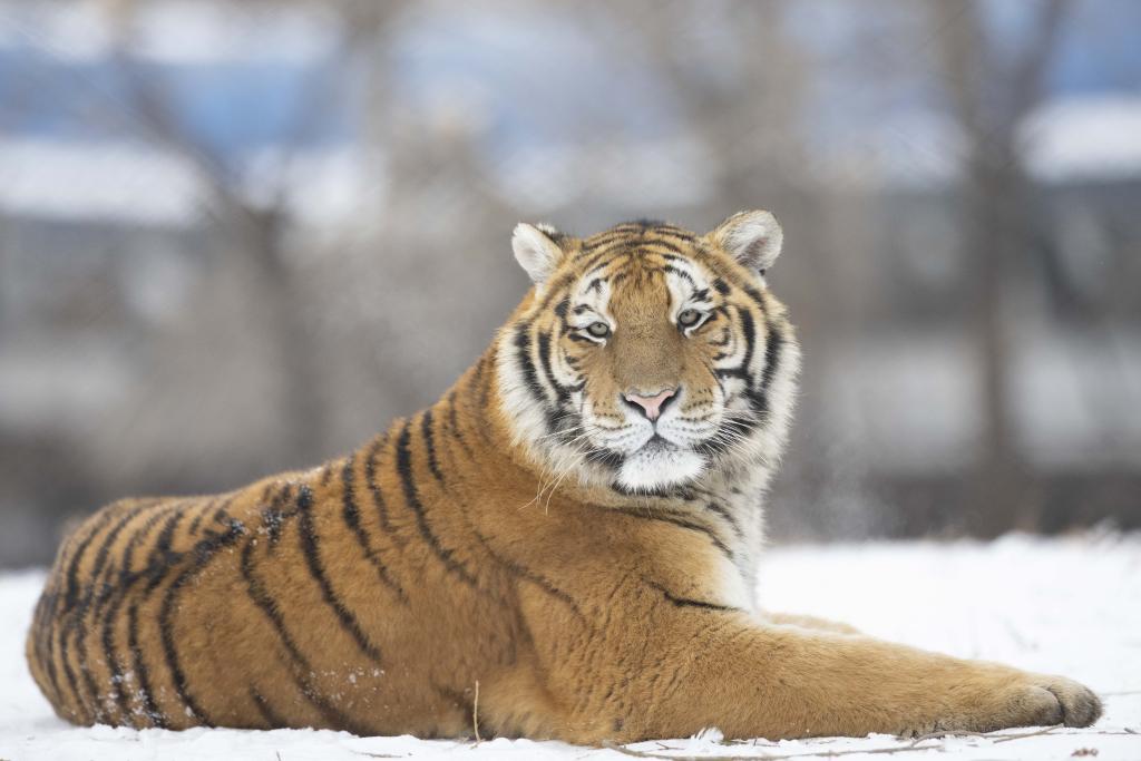 Heilongjiang: Tigres siberianos en el Parque del Tigre Siberiano
