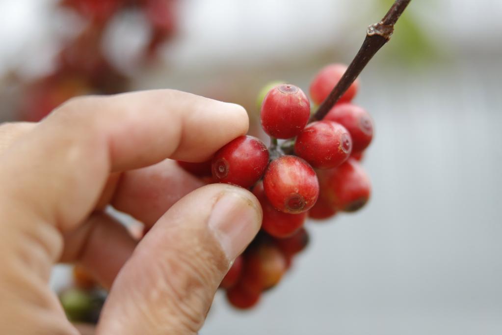 Honduras: Frutos de café en un árbol en finca