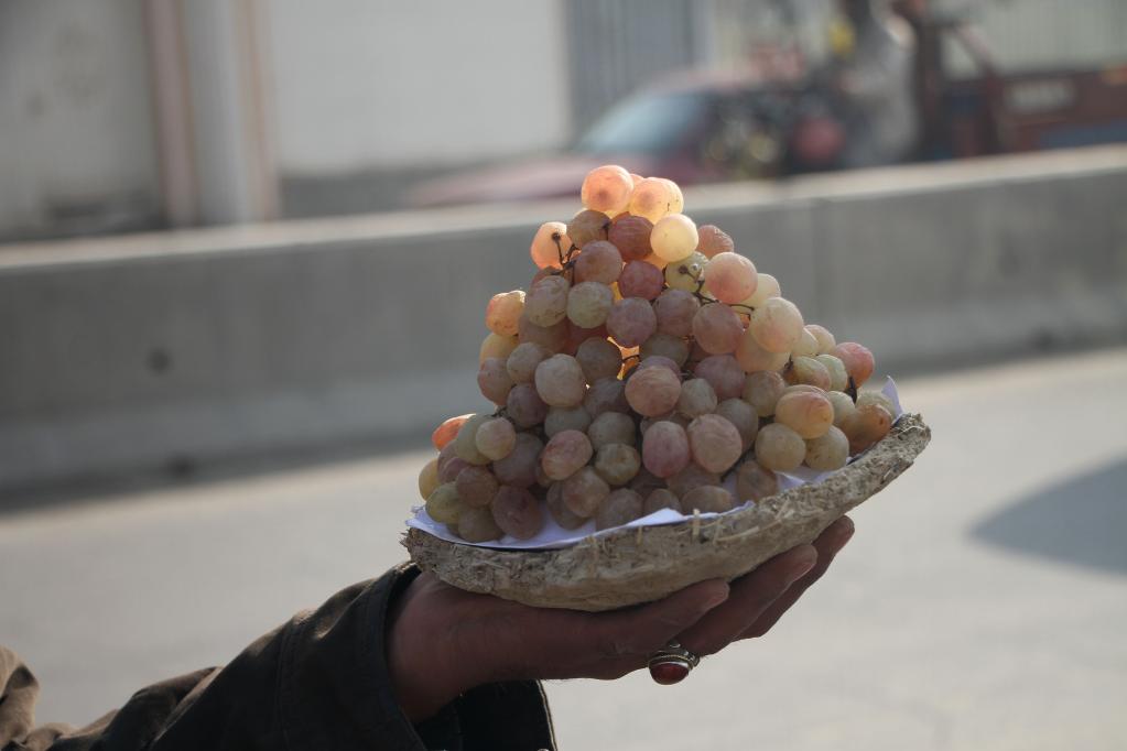 Uvas cuidadas de forma tradicional en Kabul, Afganistán
