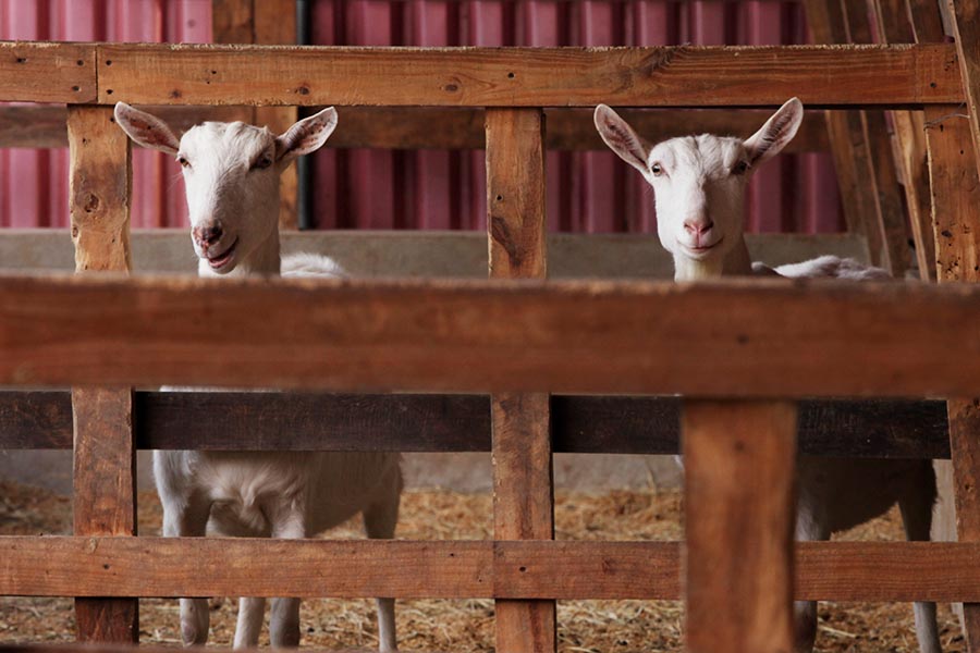 Cabras lecheras en un centro de producción agropecuario en San Antonio de los Altos, Venezuela