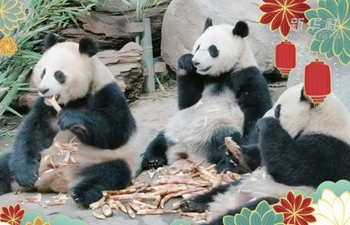 Reunión familiar de pandas gigantes para el Año Nuevo Lunar chino