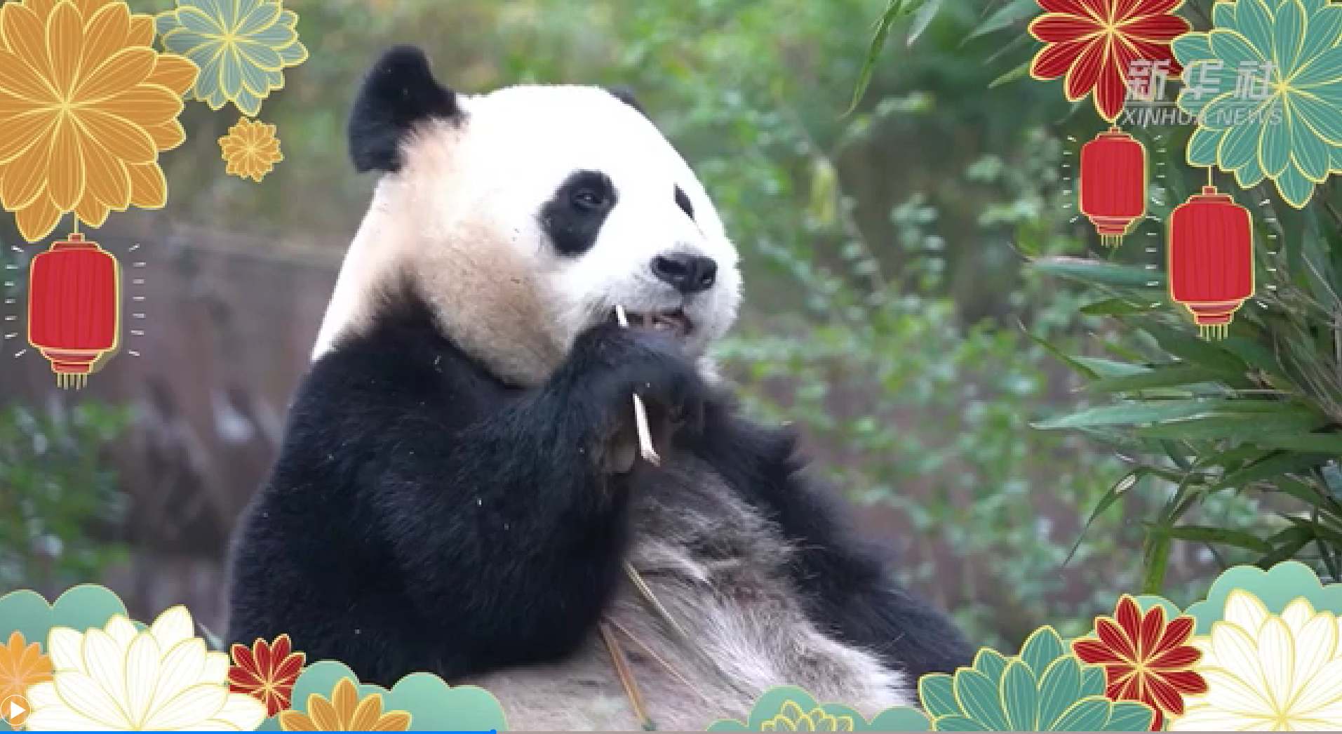 Panda gigante contento con su comida del Año Nuevo Chino