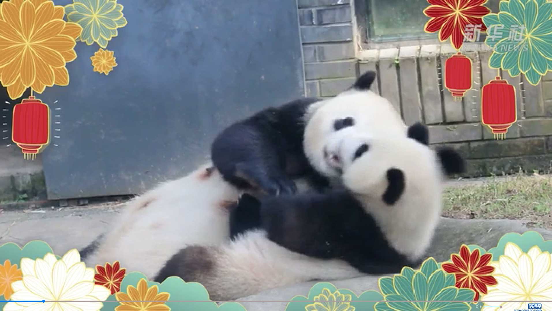 Panda madre corrige a su bebé malcriado