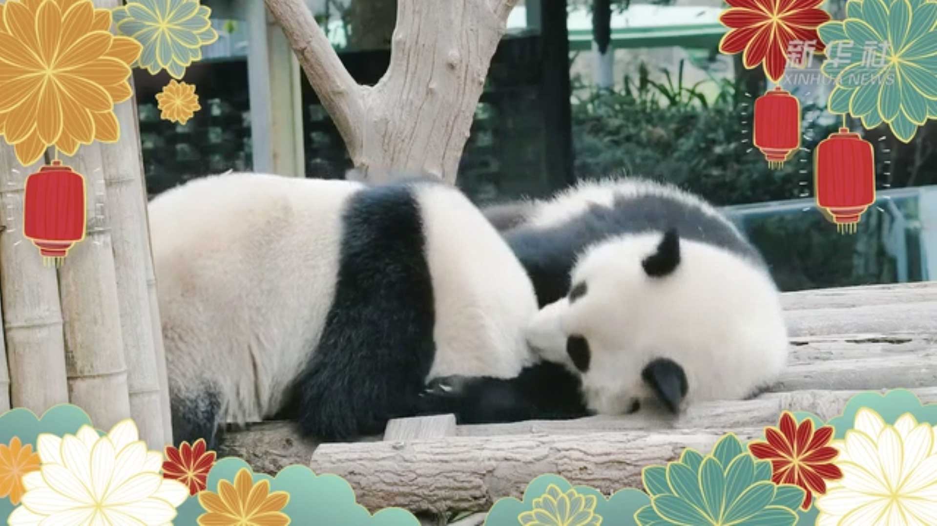 Hora de diversión de pandas gigantes