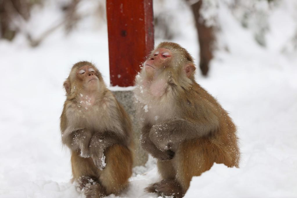 Hunan: Macacos en medio de nieve en Zhangjiajie