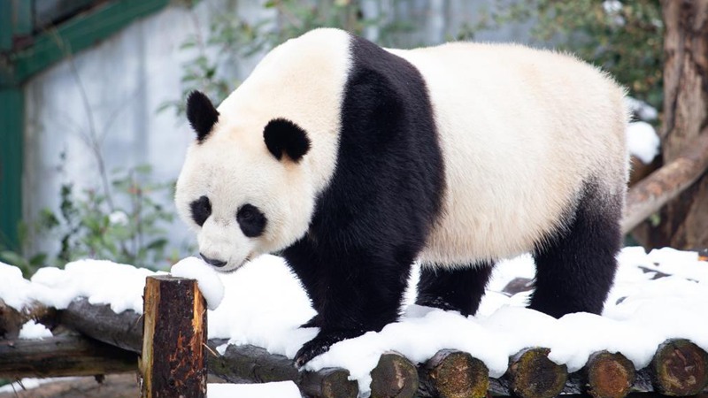 Jiangsu: Panda gigante en Zoológico Forestal de Hongshan