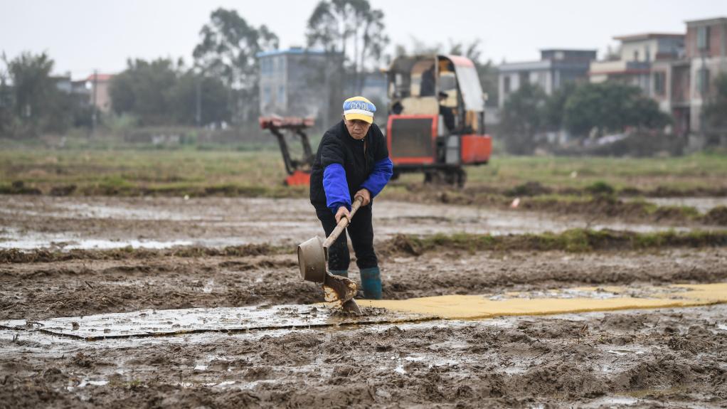 Guangxi: Agricultores en Qinzhou están ocupados con la agricultura de primavera