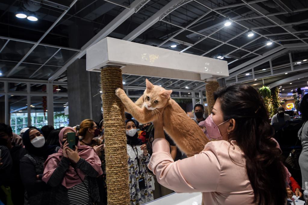 Indonesia: Exhibición de gatos durante el Día del Gato de Yakarta 2022