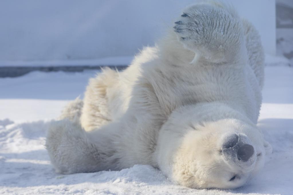 Heilongjiang: Oso polar en Polarpark de Harbin