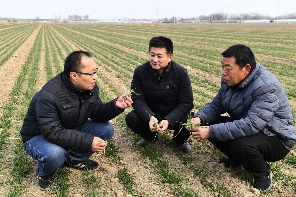 Shandong: Técnico agrícola enseña a agricultores sobre conocimiento de plántulas de trigo en municipio de Liulin