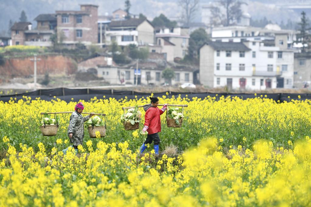 Agricultores de Guizhou están ocupados con la producción agrícola de primavera
