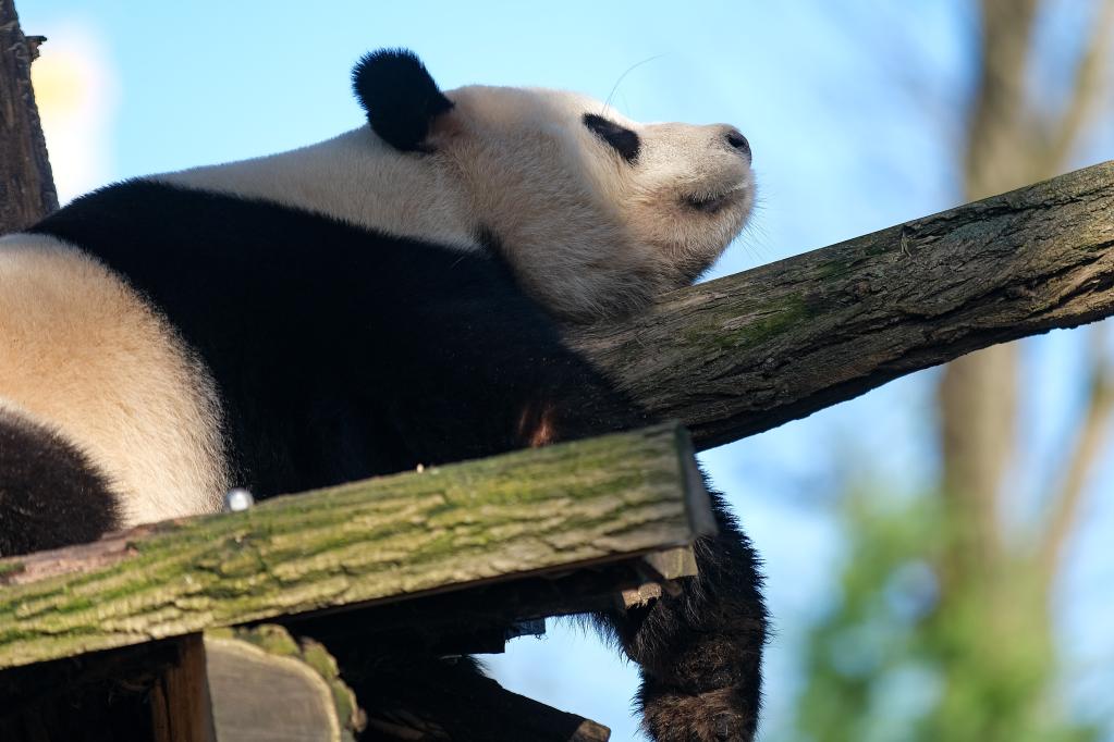 Panda gigante Tian Bao en zoológico de Pairi Daiza en Brugelette, Bélgica