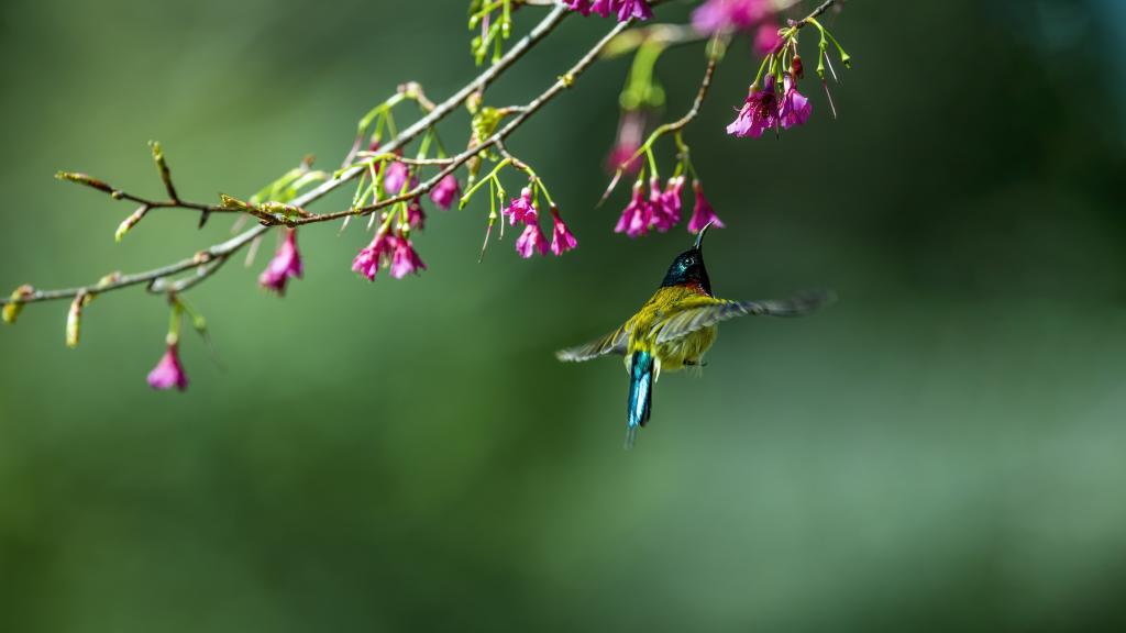 Aves vuelan en medio de flores de cerezo en Fuzhou, Fujian