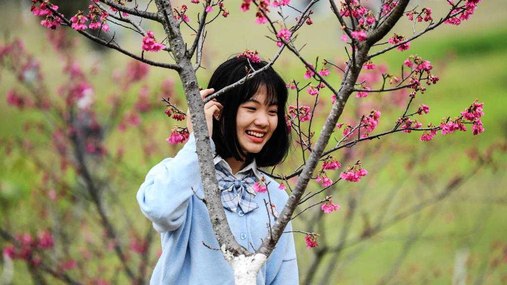 Guangxi: Turistas observan flores de cerezo en un parque forestal en Nanning