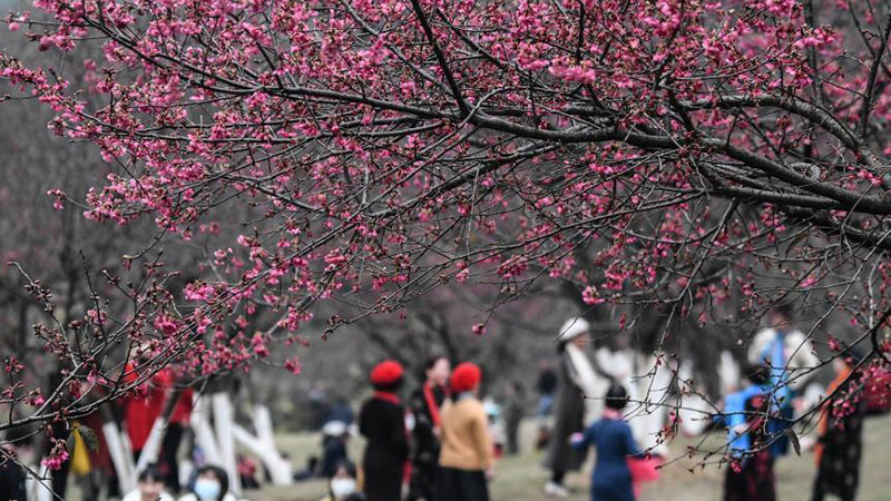 Guangxi: Turistas observan flores de cerezo en un parque forestal en Nanning