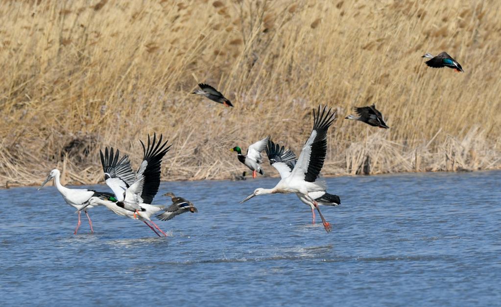 Tianjin: Aves migratorias en la reserva natural de humedales de Qilihai