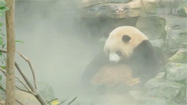 Panda gigante sentado en el agua