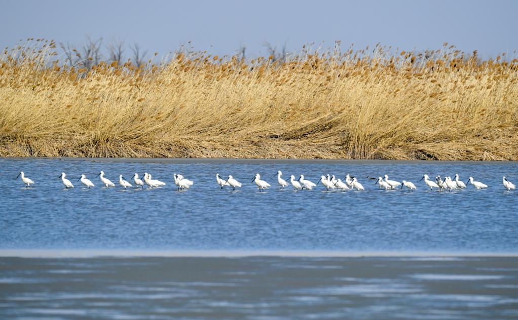 Aves migratorias en la reserva natural de humedales de Qilihai en Tianjin
