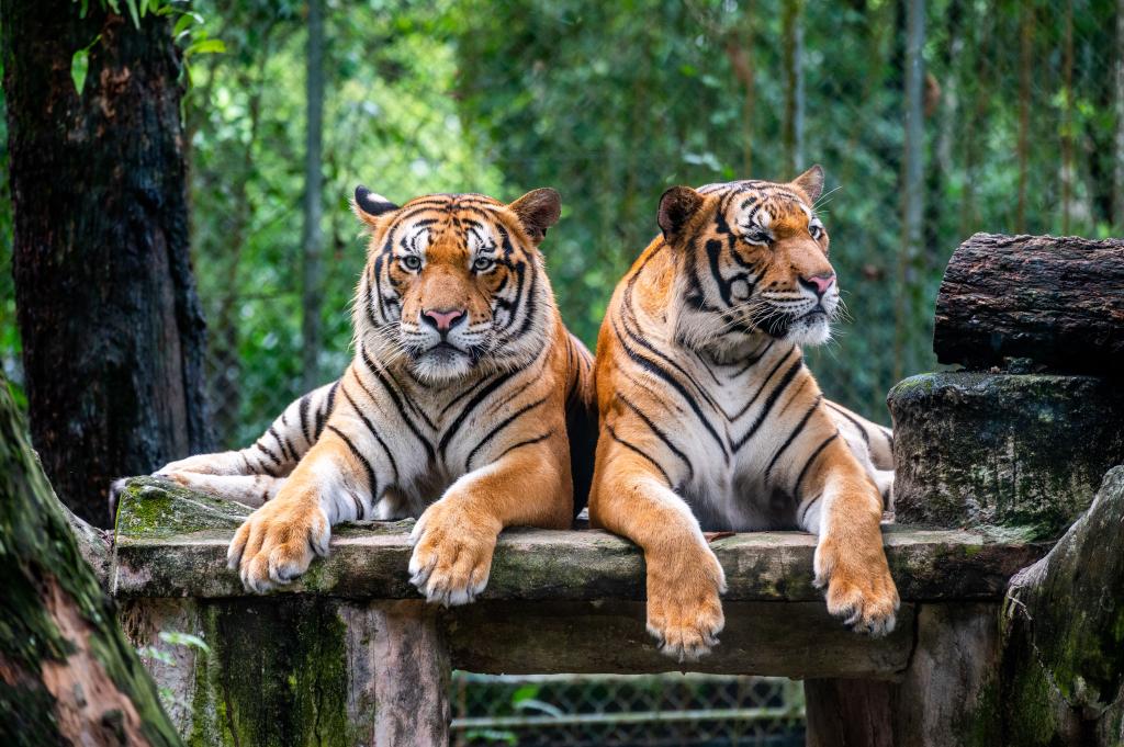 Tigres malayos en Zoológico de Negara, Malasia