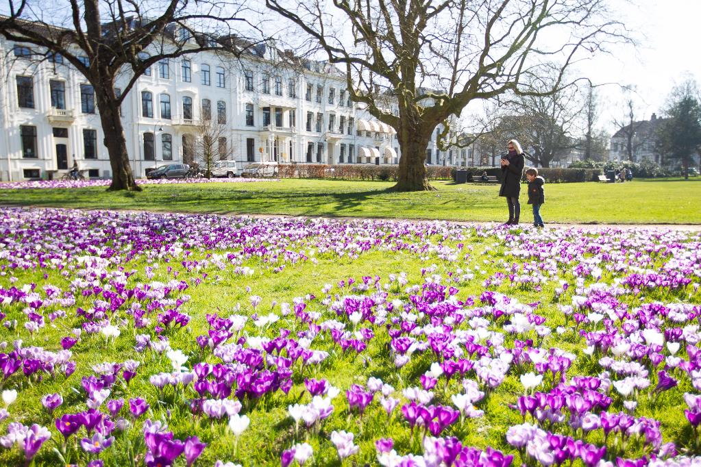 Flores crecen en Haarlem, Holanda