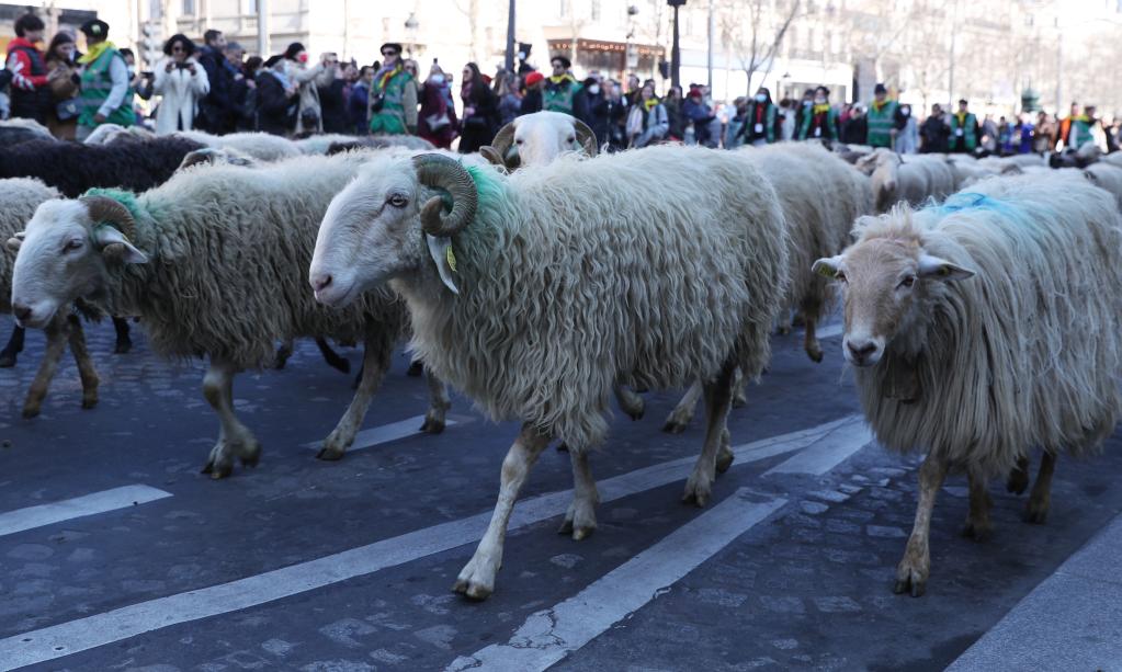 Francia: Ovejas desfilan por la avenida de los Campos Elíseos para marcar final de la Feria Internacional de Agricultura