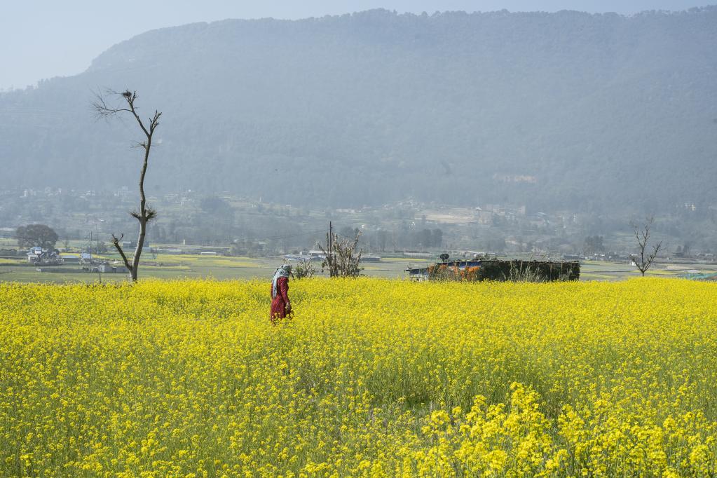 Campo de mostaza en Nepal