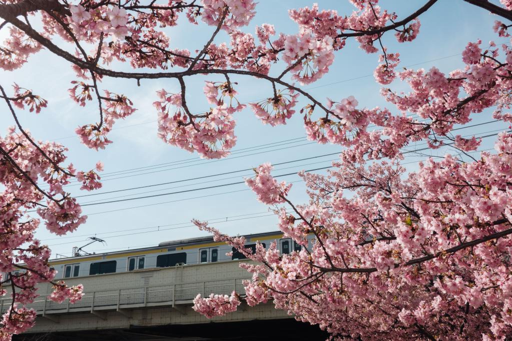 Flores de cerezo en Tokio, Japón